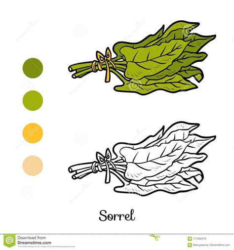 Coloring Book Sorrel Cartoon Vector 111202079
