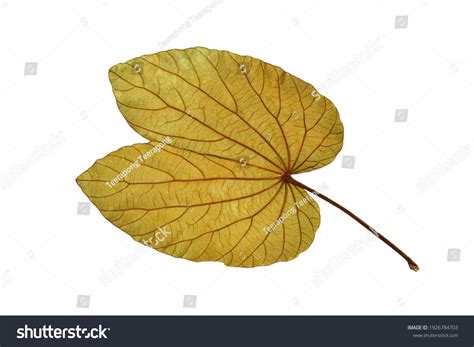 leaf isolated  white background stock photo edit