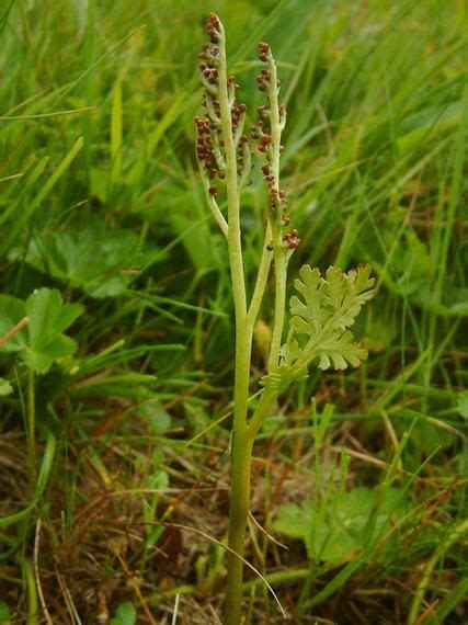 Botrychium Matricariifolium Gas Holdruta E Ft Herbs