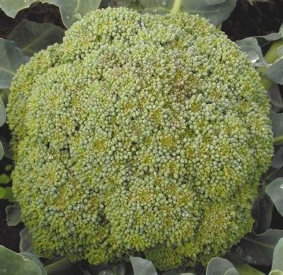 Сорта брокколи