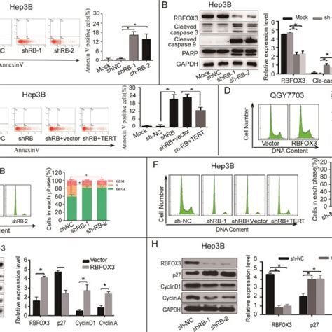 Rbfox Regulated Hcc Cell Apoptosis And Cell Cycle Progression Via