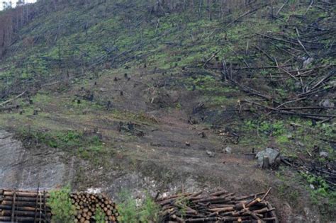 Suman 700 mil hectáreas de bosques afectados por plaga del gorgojo