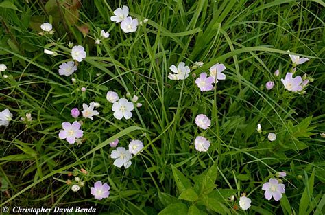 Callirhoe alcaeoides | Illinois Botanizer