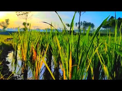 Cinematic Sawah Detik Cinematic Sawah Pagi Hari Suasana Desa Di