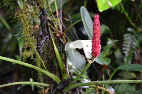 Subfamilia Pothoideae NaturaLista Mexico