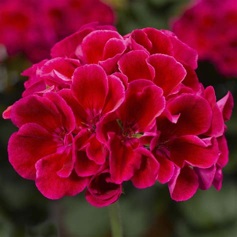 Пеларгония Calliope Dark Red (74 фото) » НА ДАЧЕ ФОТО