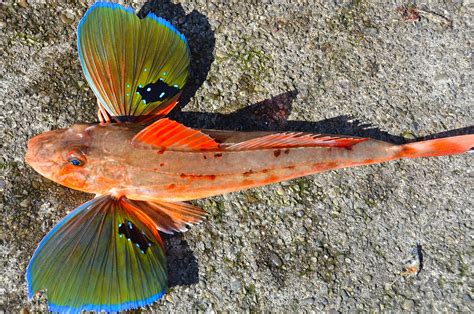 Walking Fish A Dive Into Evolutionary Innovation Bioquakes