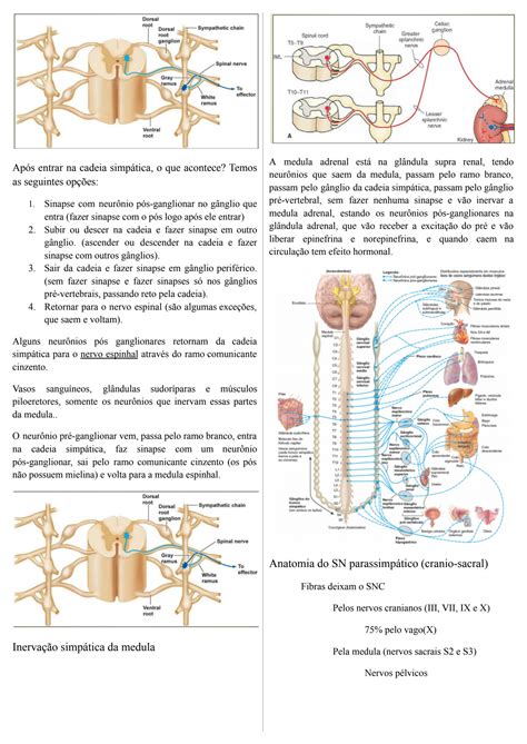 Solution Sistema Nervoso Aut Nomo E Medula Adrenal Docx Studypool