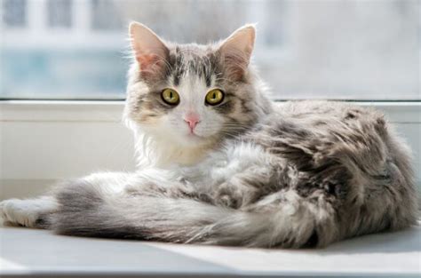 New Birth Control For Cats Doesnt Require Surgery Petguide