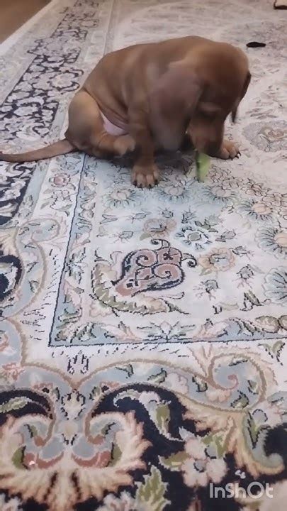 Собака ест огурец. Шарлотта и огурец. #такса #собака #dachshund #еда # ...