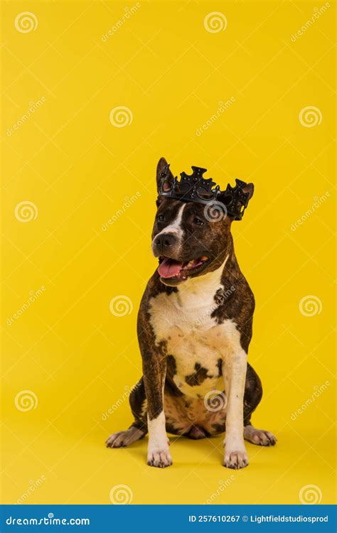 Purebred Staffordshire Bull Terrier In Royal Stock Image Image Of