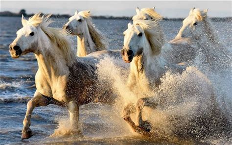 Wallpaper Horses running in water, splash 1920x1200 HD Picture, Image