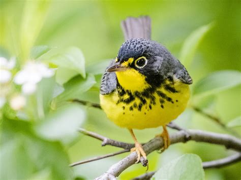 Canada Warbler Ebird