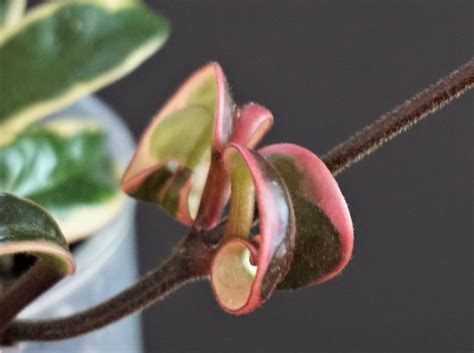 Hoya carnosa Marianna - VIOLETVIOL PLANTS COLLECTION