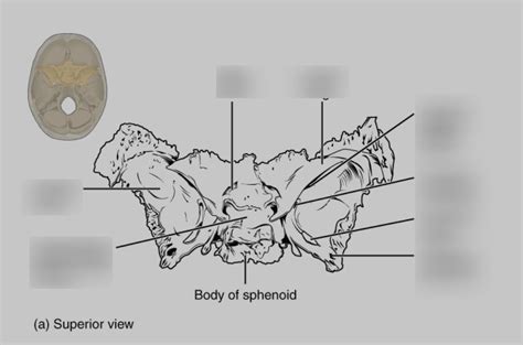 Lab 5 Sphenoid Diagram Quizlet