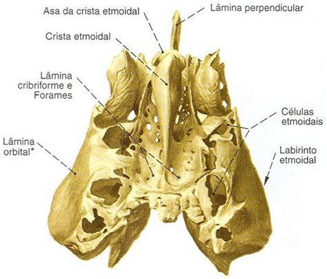 El Hueso Etmoides Es Un Hueso Del Cráneo Corto Y Compacto Central Impar Y Simétrico Con