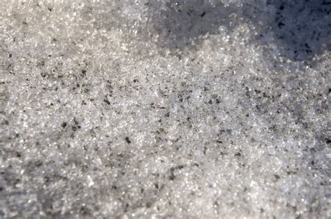 Naked Bushes On The Snow Early Spring Stock Image Image Of Cold North