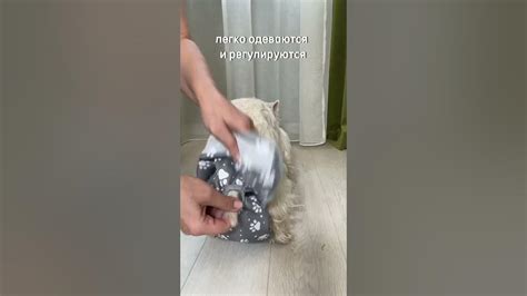 Трусы многоразовые для собаки/кота - YouTube
