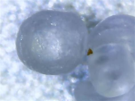 Китайский микроскоп | Пикабу