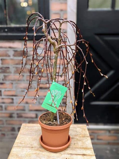 Weeping Pussy Willow The Watering Can Flower Market