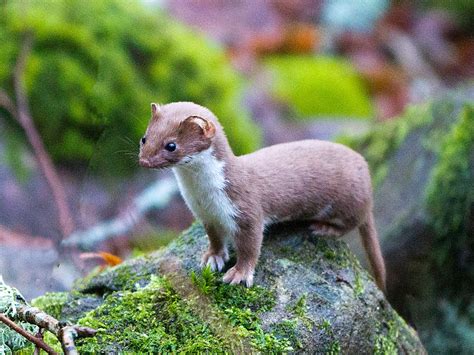Vessla, Least weasel, Mustela nivalis | www.naturfoto-hoglan… | Flickr