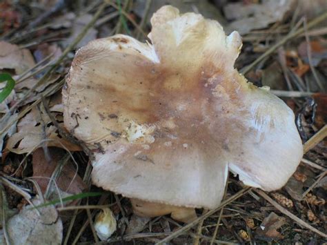 Russula Vesca