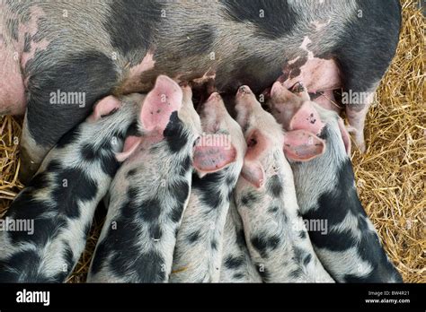 Piglets feeding hi-res stock photography and images - Alamy