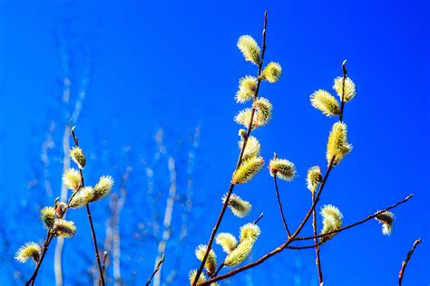 Homestead Stories Growing Pussy Willows Insteading