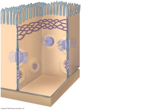 Cell Junctions Diagram | Quizlet