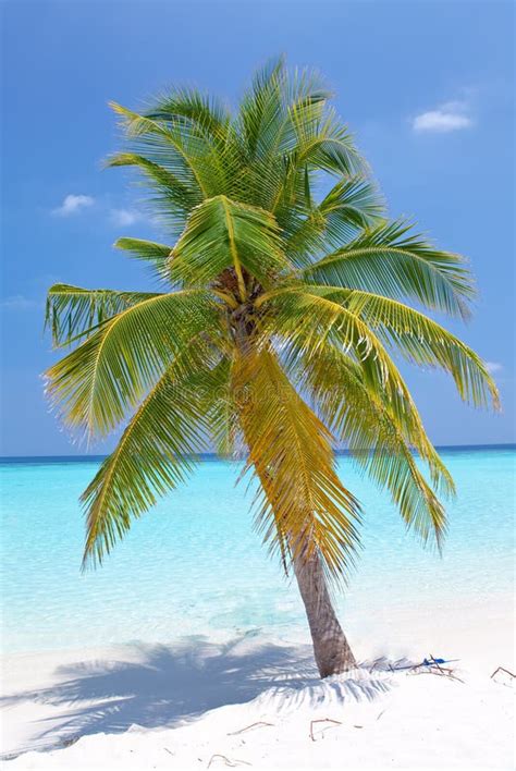 Palm Tree On Tropical Beach Stock Image Image Of Tree Green 1517415
