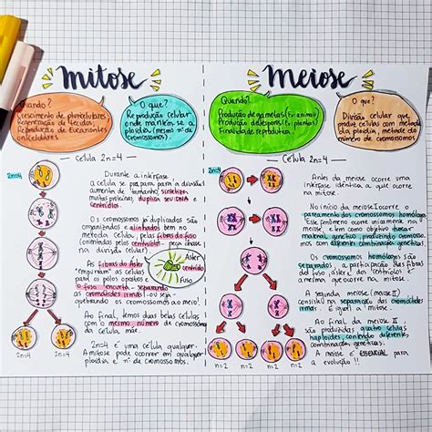 Mapa Mental Divisao Celular - Mapa Mental Divisão Celular Mitose E Meiose - RETOEDU