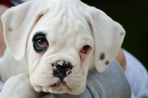 White Boxer Dog Blue Eyes