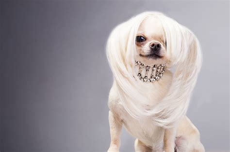french dog names   dogs