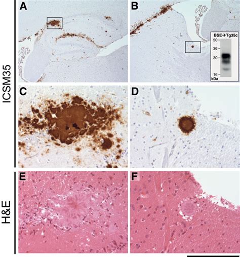 Figure Atypical Scrapie Prions From Sheep And Lack Of Disease In