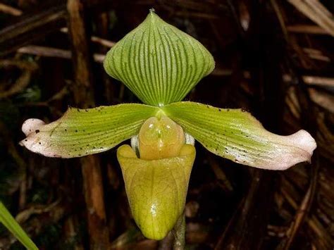 Paphiopedilum Javanicum Wikiwand