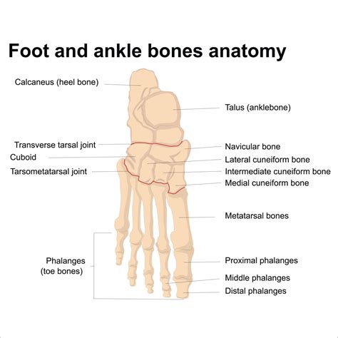 Foot Fracture — Access Ortho