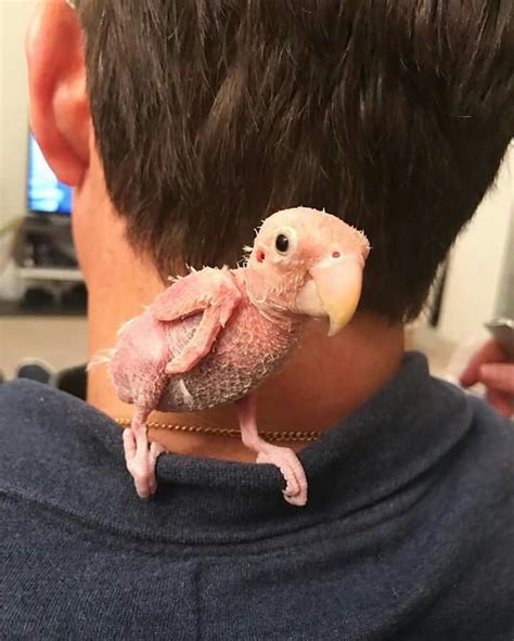 27 ideas de Rhea the Naked Bird para guardar hoy aves pajarito loros y más