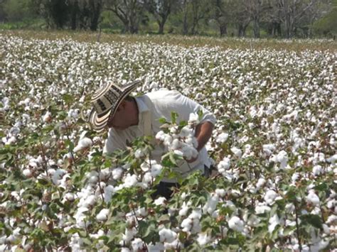 Quanto Tempo Leva Para A Colheita Do Algodão Mundo Ecologia