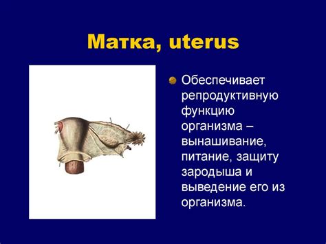 Обзор органов мочеполовой системы - презентация онлайн