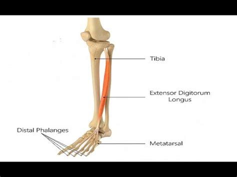 Two Minutes Of Anatomy Extensor Digitorum Longus Youtube