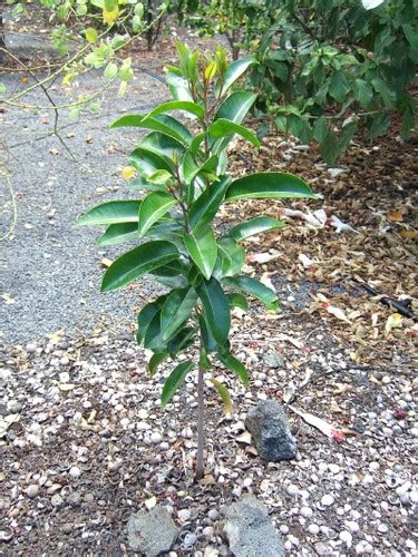Alaa Pouteria Sandwicensis Hawaiian Endemic Big Island Flickr