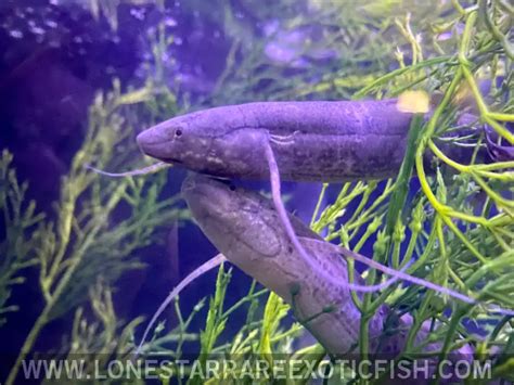 west african lungfish protopterus annectens  sale