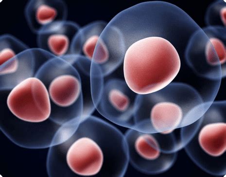 Регенеративная медицина - SuperLimf