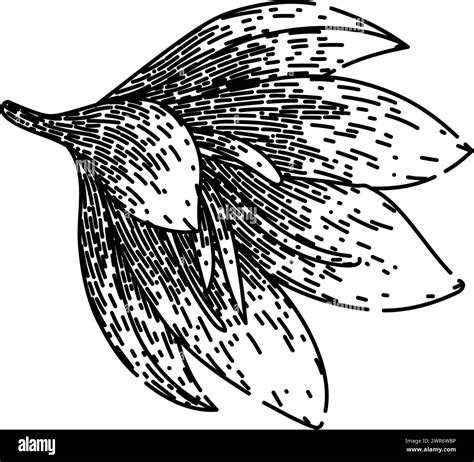 crocus saffron sketch hand drawn vector Stock Vector Image & Art - Alamy