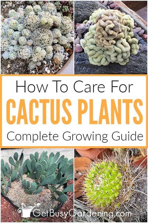 Cactus Care & Complete Growing Guide - Get Busy Gardening