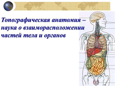 Основы топографической анатомии - презентация онлайн