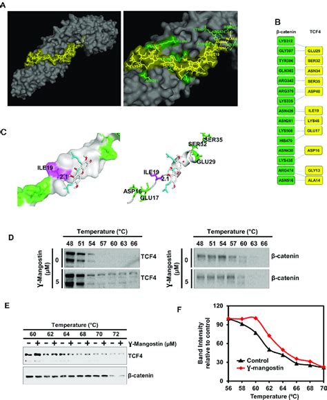 γ Mangostin Interacts With The β Catenintcf4 Complex A Left Panel Download Scientific