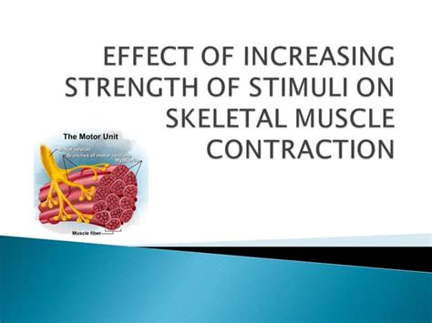 Effect of increasing strength of stimulus on skeleton muscle ...
