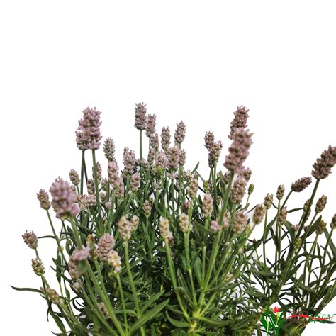 Lavandula Angustifolia Opg Vukoja Big Winhr Web Shop Rasadnik