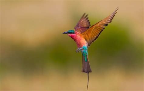 Pájaros De Colores Volando